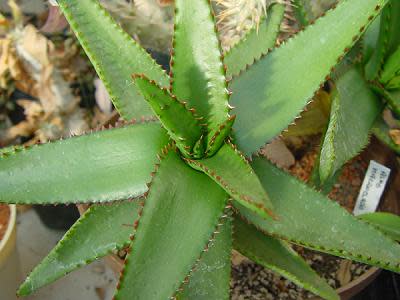 Aloe Macroclada Stem Cell Activation Capsules and Powder 2