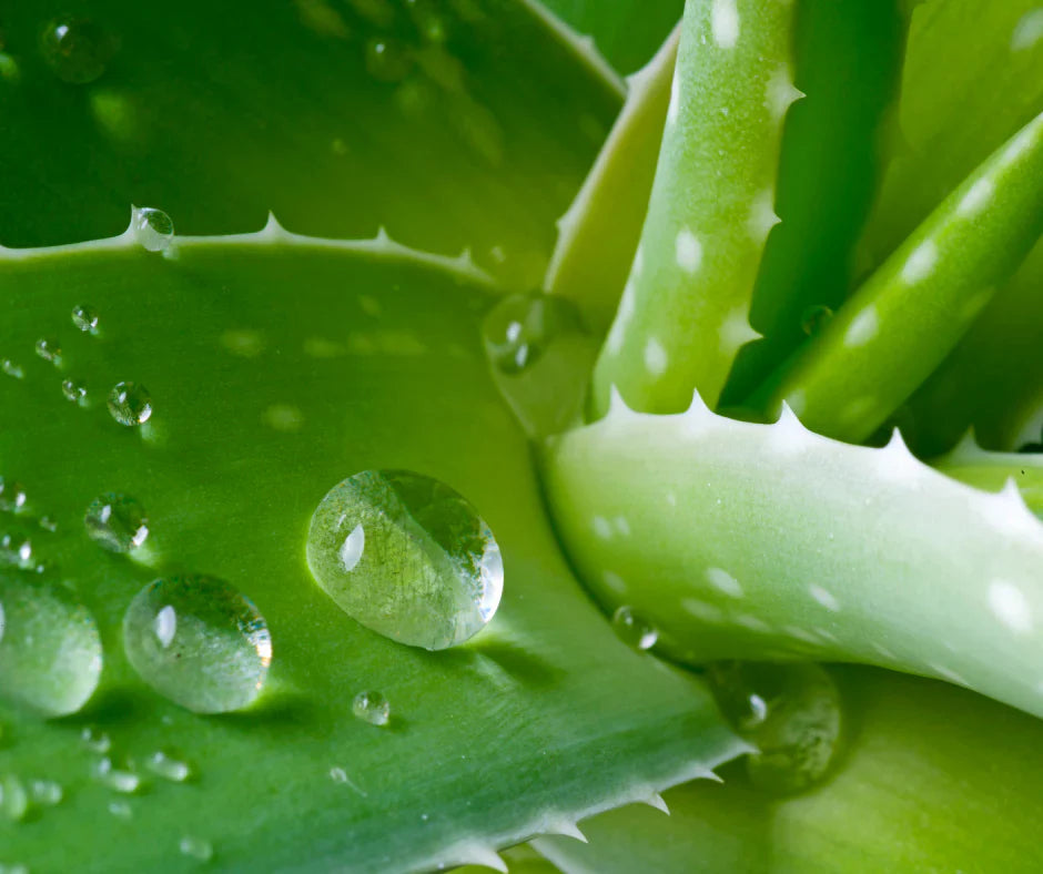 Aloe Macroclada Stem Cell Activation Capsules and Powder 2